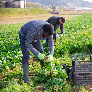 Organic farming