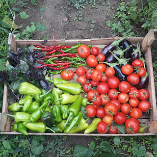 Organic farming