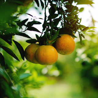 Organic farming