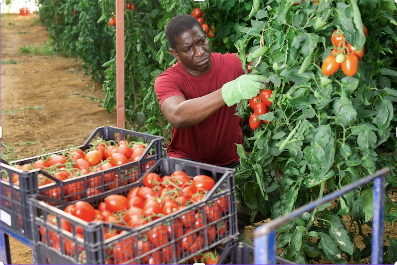 A Farmer