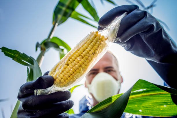 GMO